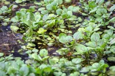 Spinato: massimizza ferro e Vitamina K con la cottura corretta