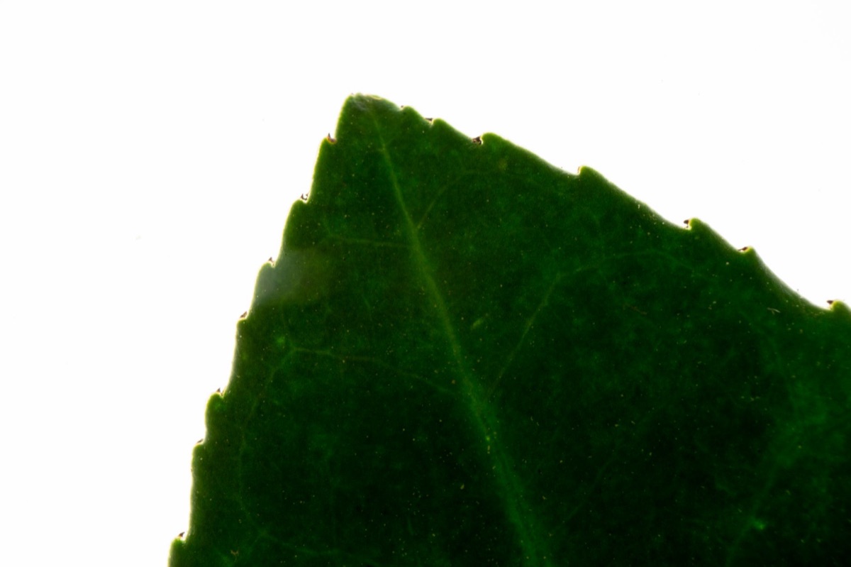 erba cipollina e vitamina K