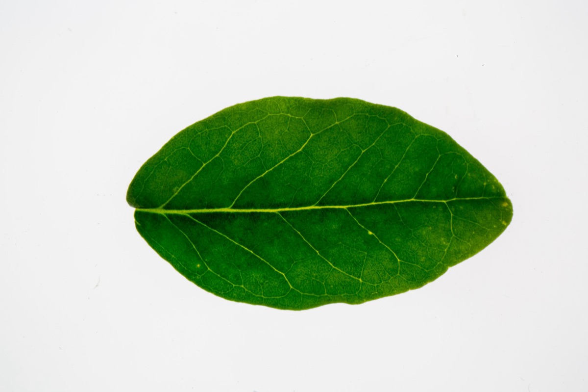 folha de água cress
