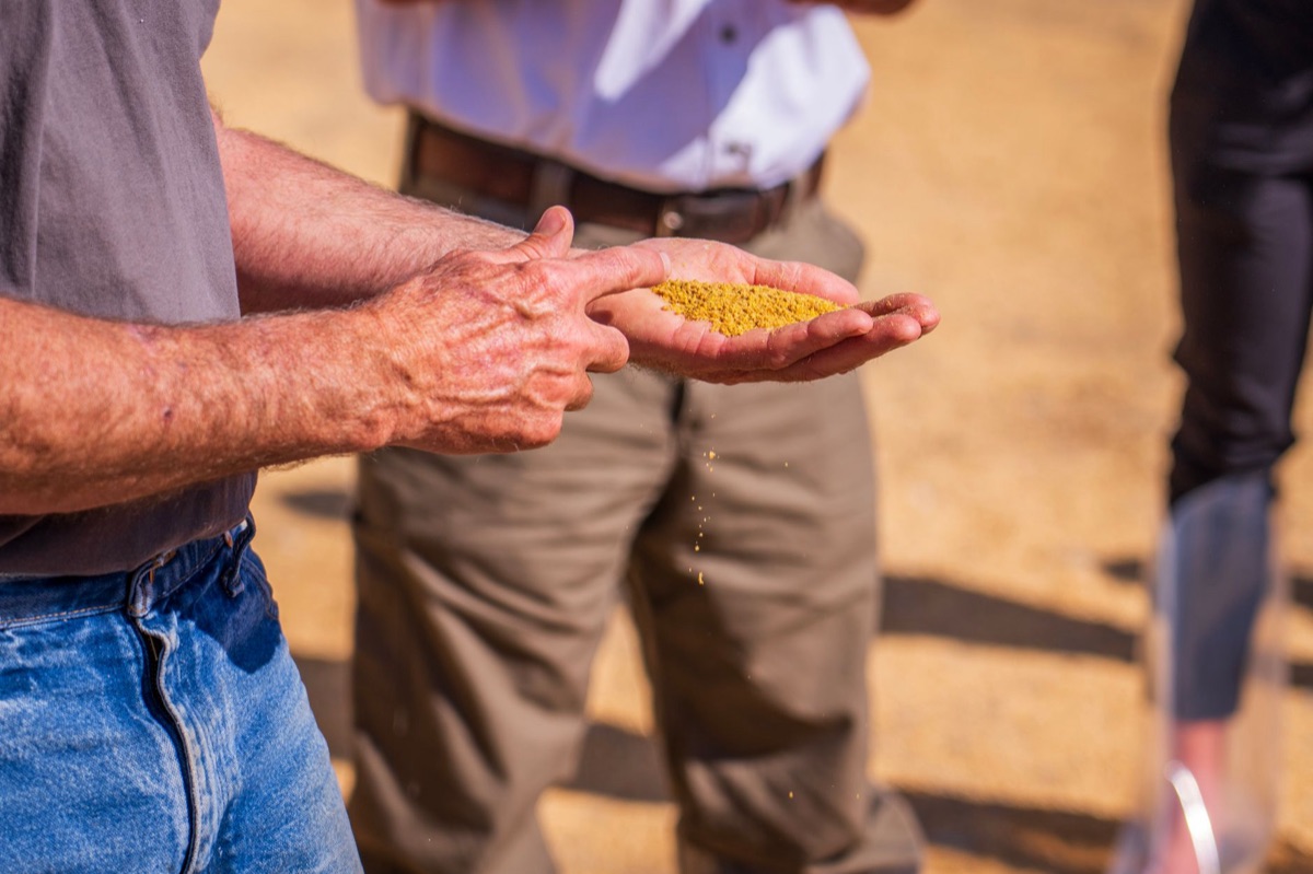 Quinoa Körner und Wasser