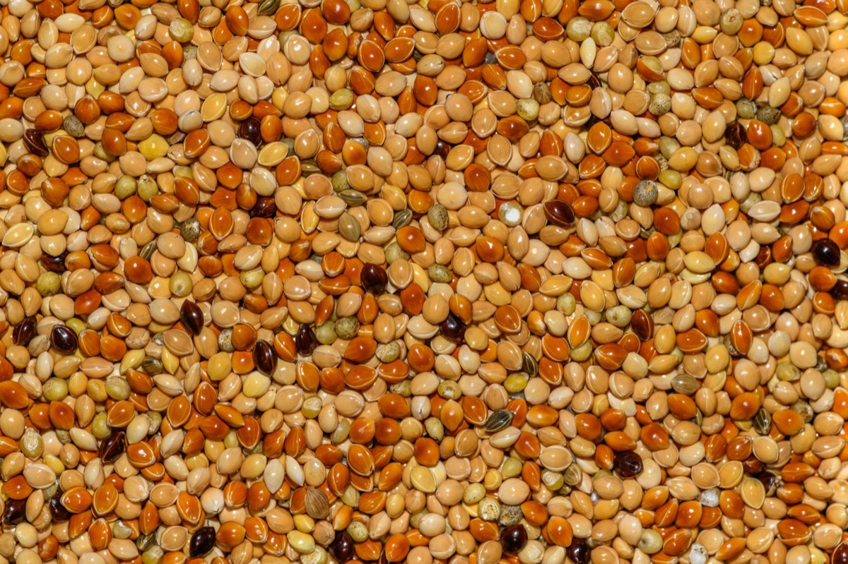 Quinoa grains in a glass bowl, natural texture, no people or logos