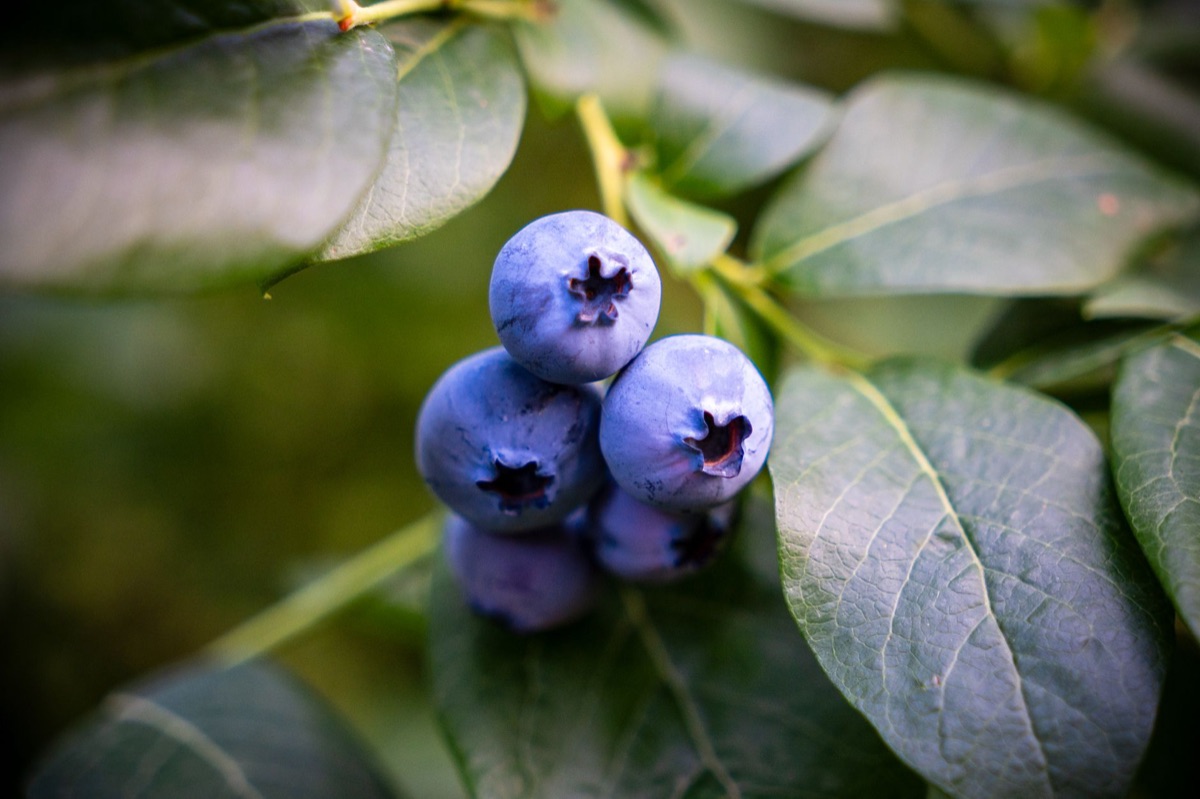 Blueberry and leaf in natural setting