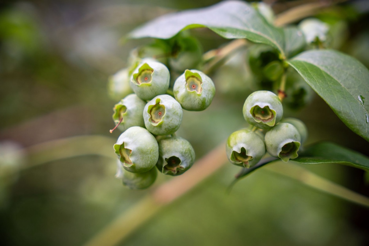 blauwe berooid plant met bladerd
