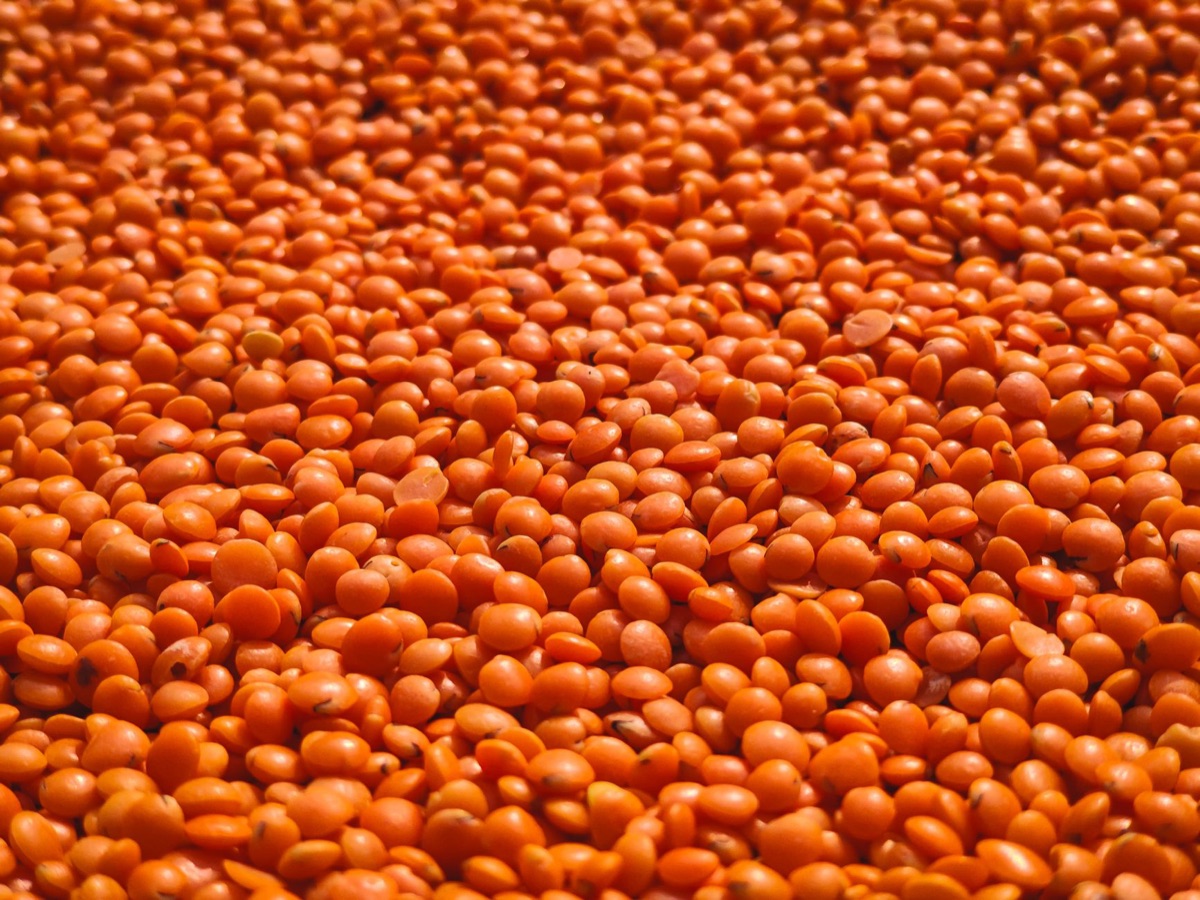Lentil protein content chart with bar graph