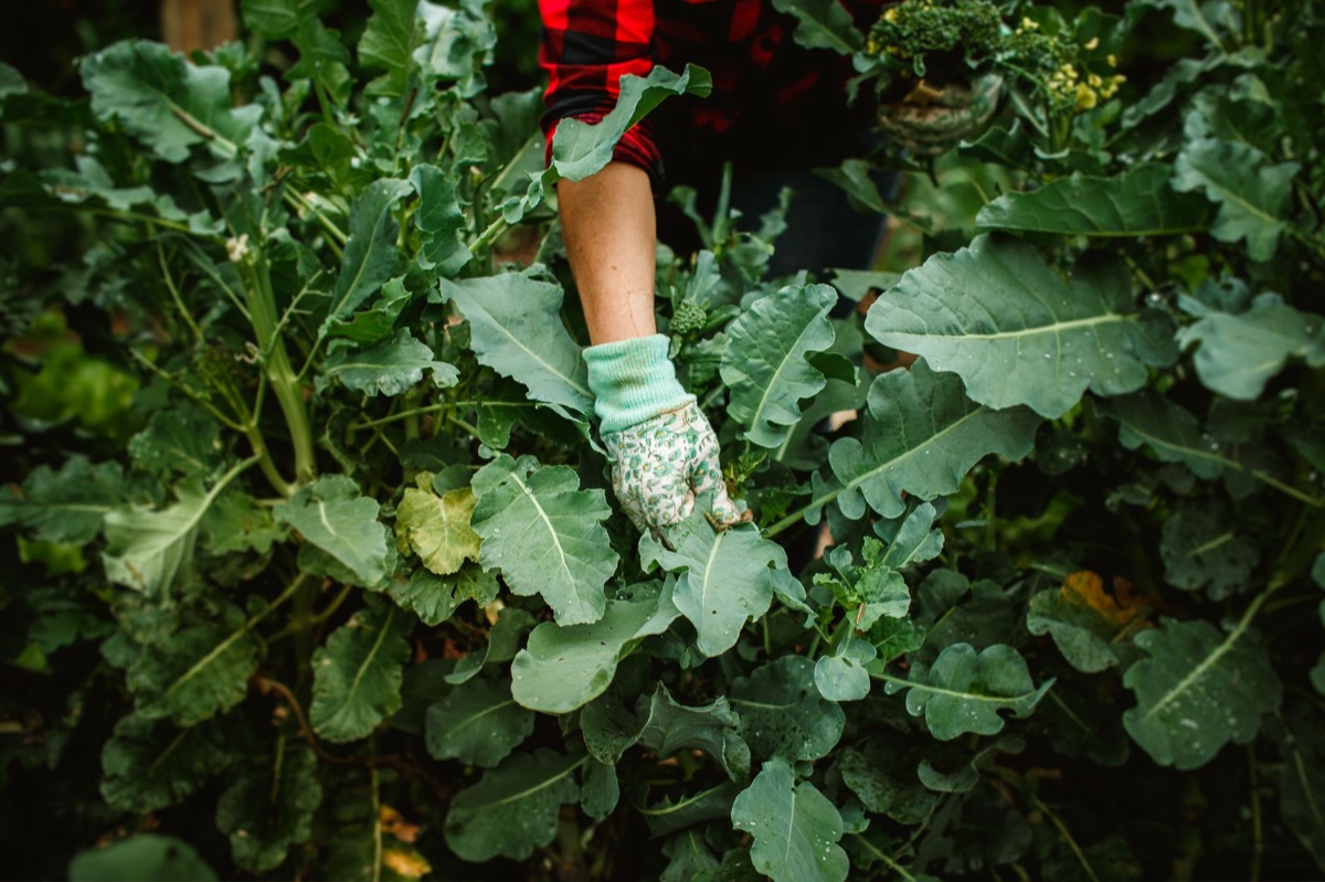 broccoli head with green leaves