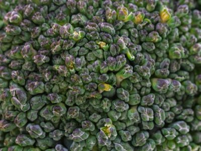 Le rôle du brocoli : un laboratoire biochimique pour votre corps