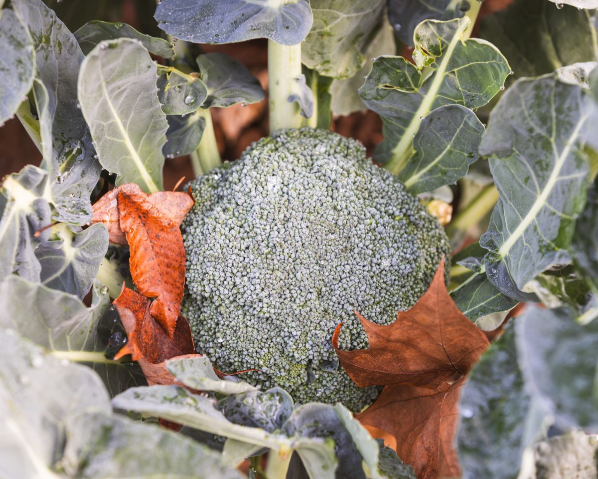 Broccoli and vitamin c in natural setting