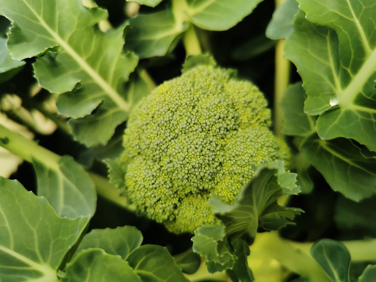 broccoli en antioxidant label