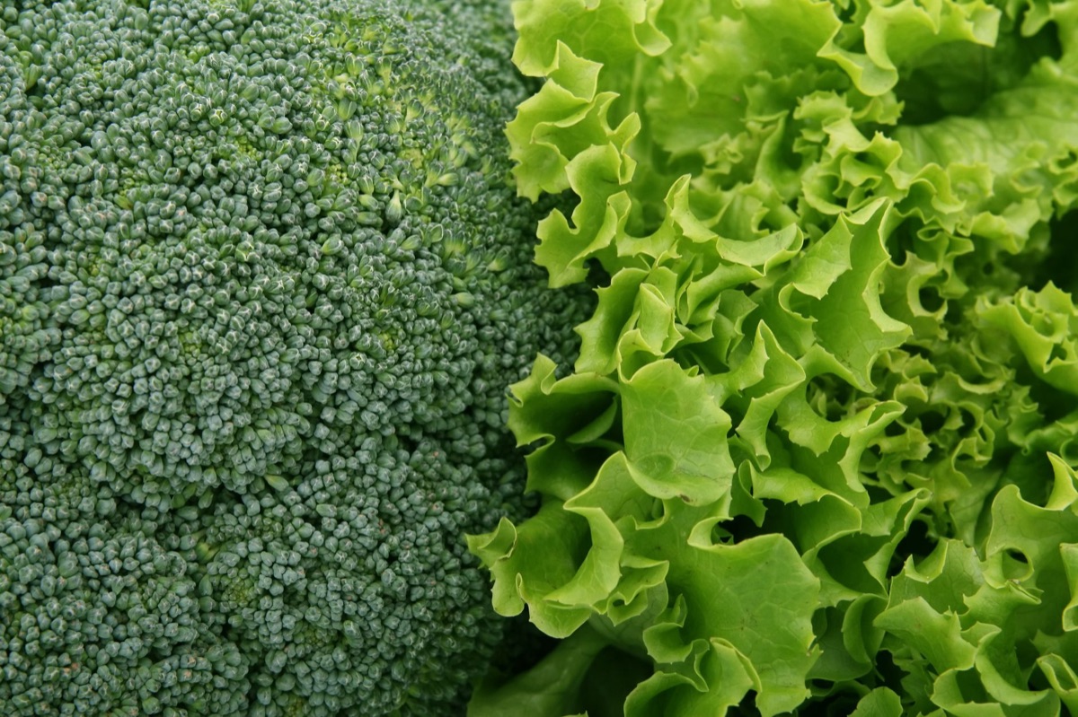 cabeça de brócolis com folhas verdes