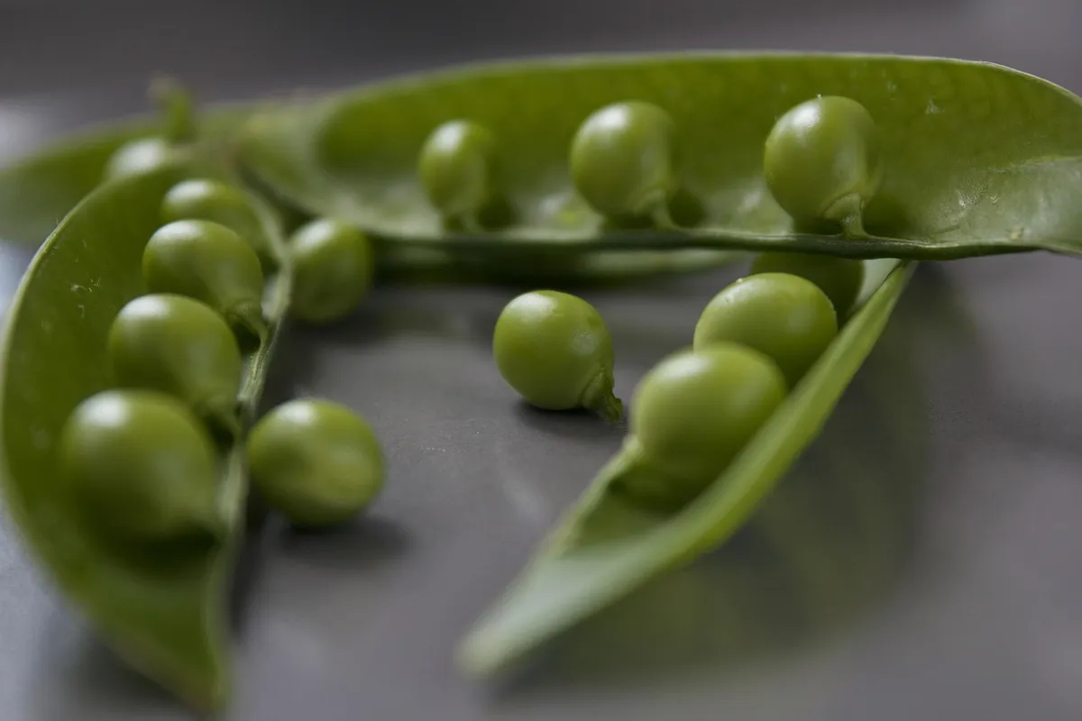peas, seed, vegetable, healthy, nutrient, pisum sativum, ingredient, pisum sativum, pisum sativum, pisum sativum, pisum sativum, pisum sativum