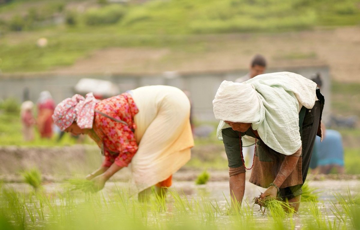 tradicional cultivo de arroz en nepal