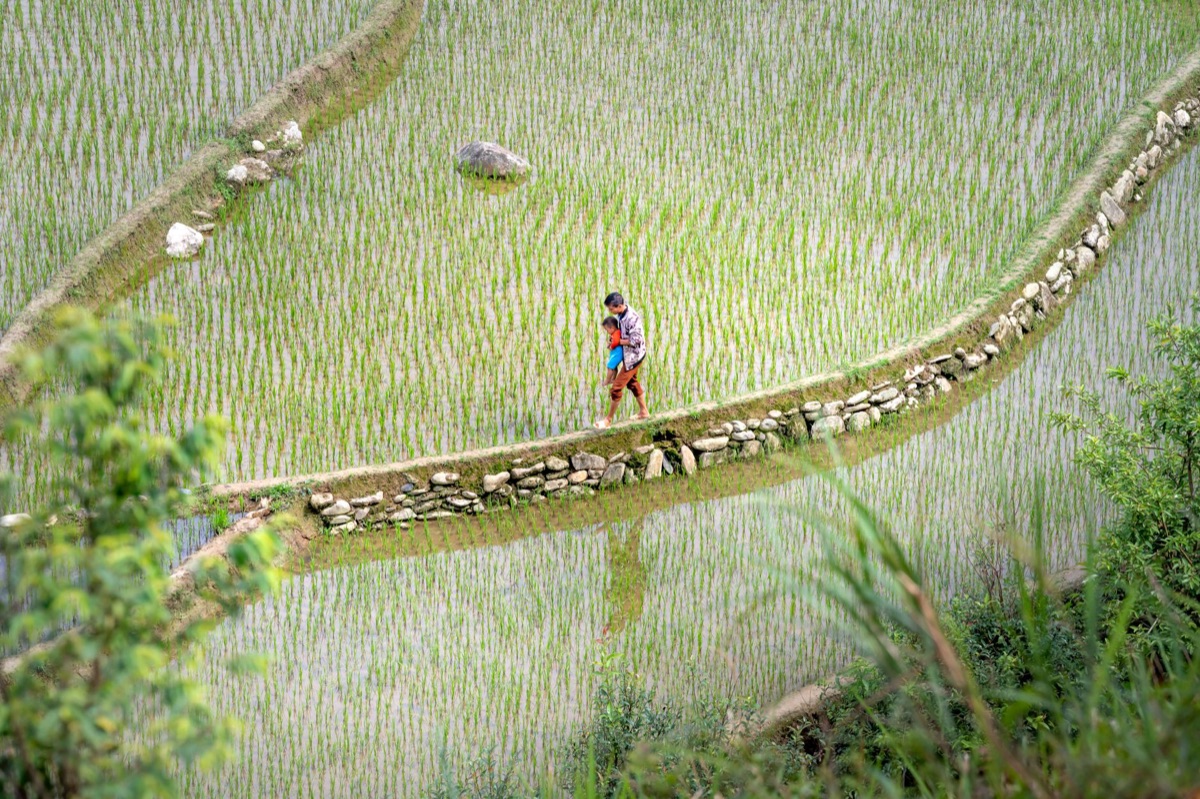 coltivazione riso tradizionale in nepal