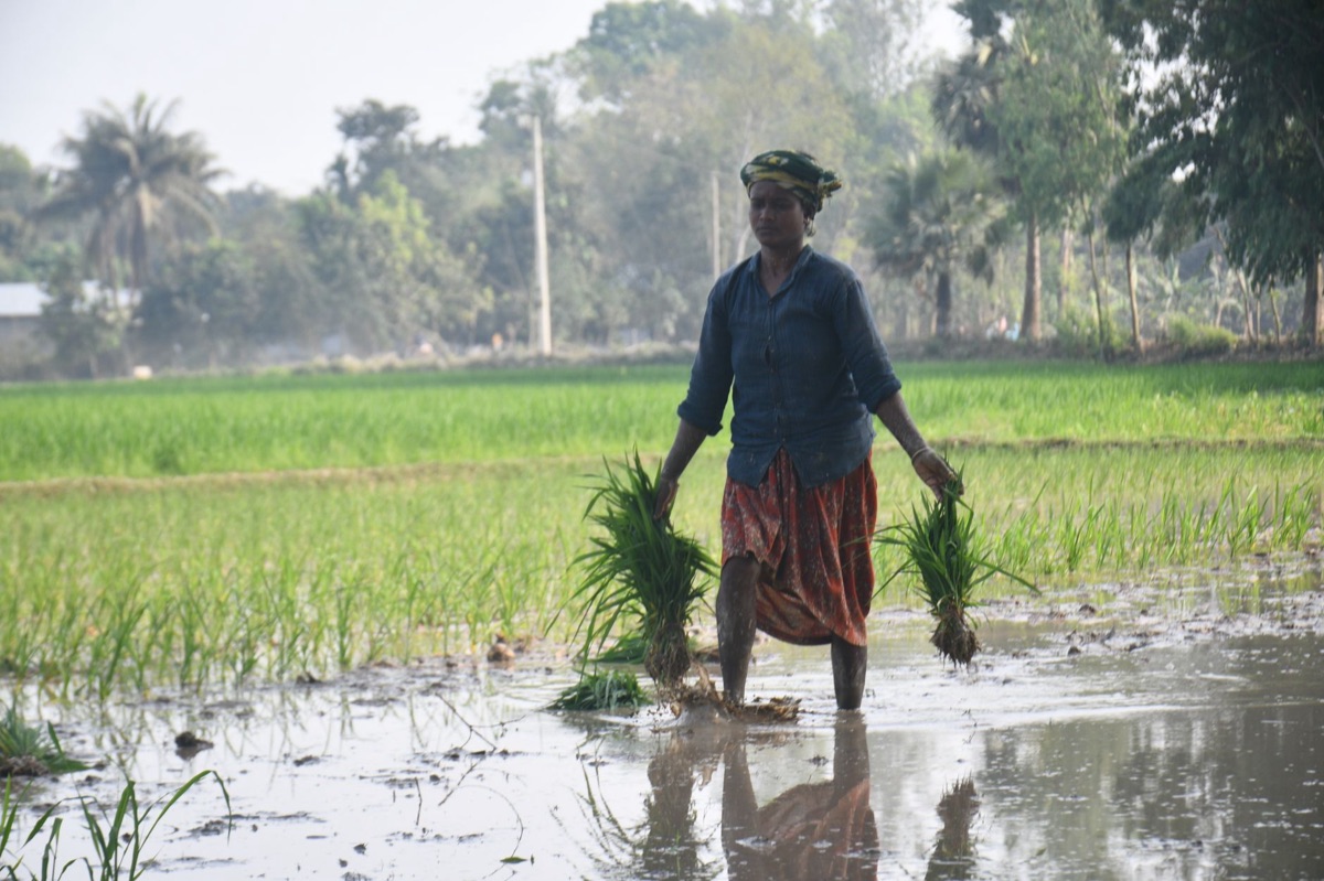plantio de arroz kalanamak nepal
