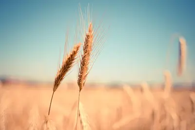 Herbstgetreide Auswahl: Ballaststoffe 25-29 g, beste Tipps