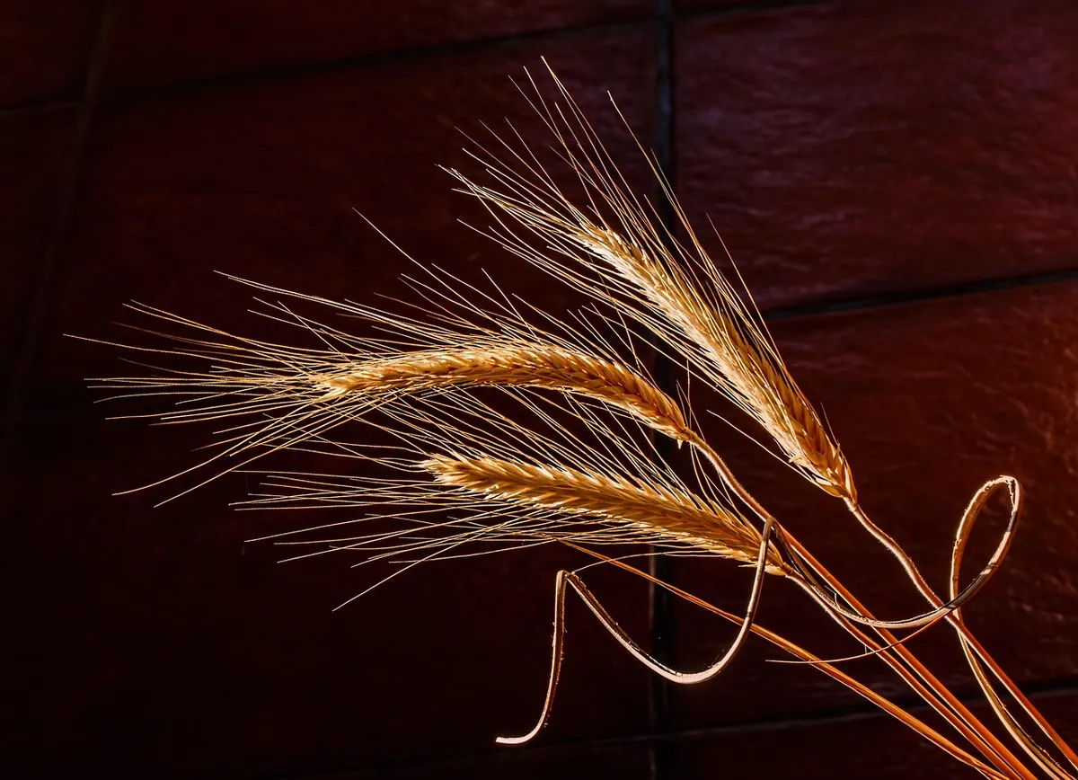 barley, dried grass, cereal grain, health food, golden light, autumn, still life, dawn, light and dark, highlight and shadow, barley, barley, barley, barley, ba