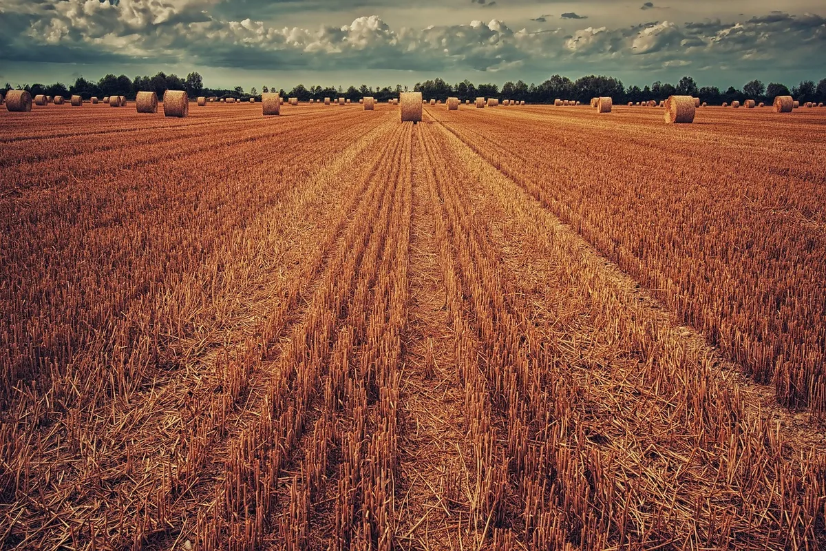 field, harvest, wheat, straw, straw bales, fall, agriculture, grain, summer, rural, hay bales, hay, nature, ripe, cornfield, fields