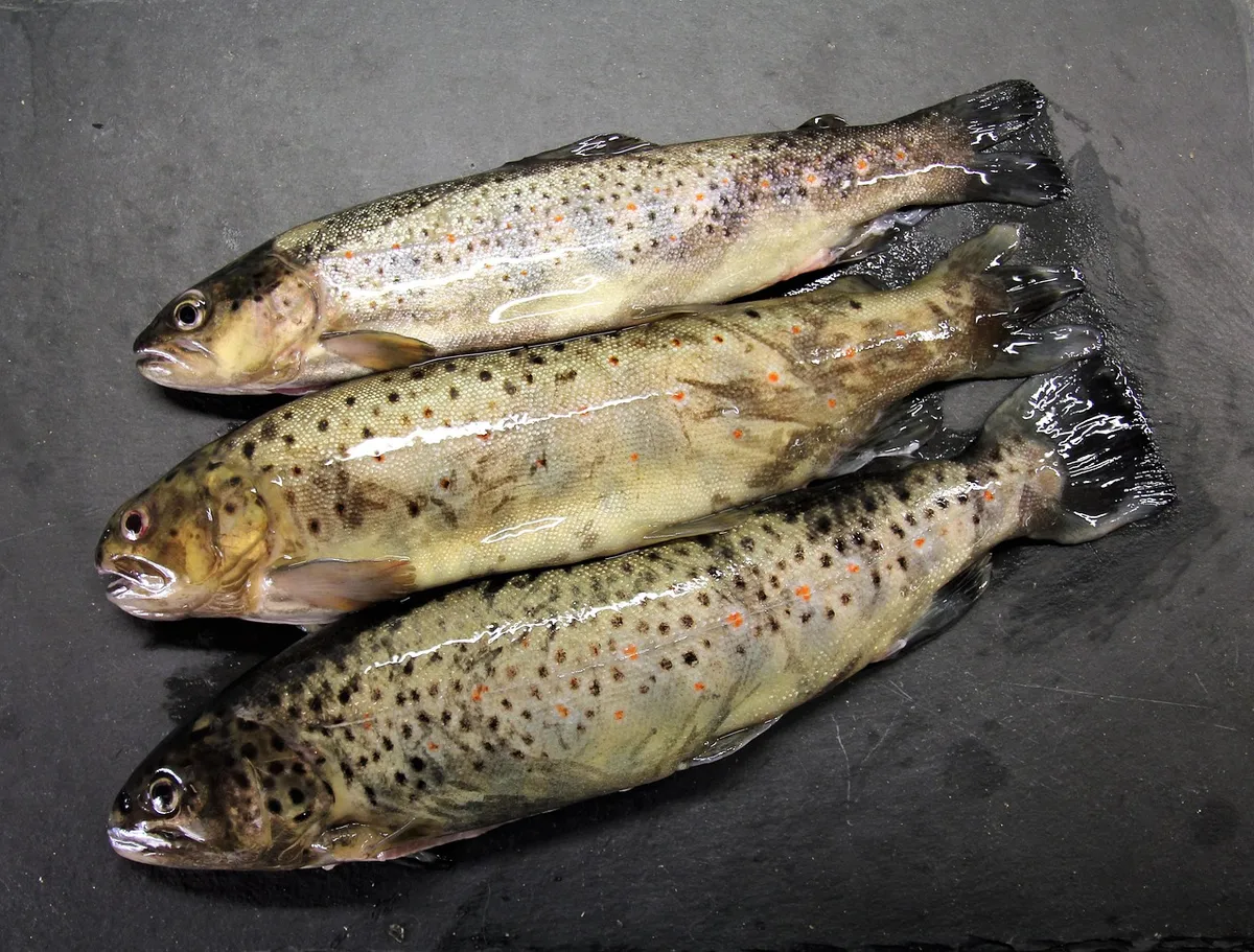 trout, brown trout, fish, water, fishing, fisherman, catch, hobby, nature, freshwater, main course, gourmet, predatory fish, angler, healthy, omega3, bio, fresh