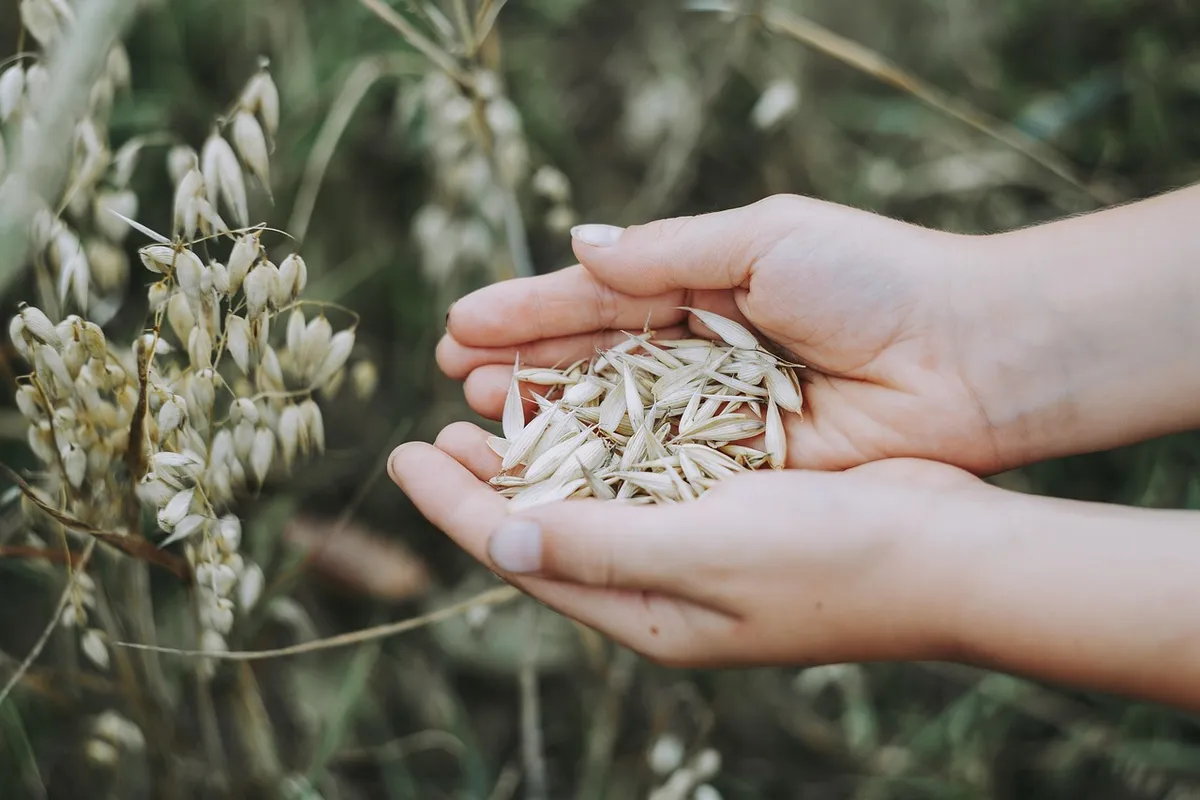 oats, cereals, field, food, grain, healthy, nutrition, agriculture, harvest, hand, keep, collect, tumblr wallpaper, oats, oats, oats, oats, oats, grain, grain,