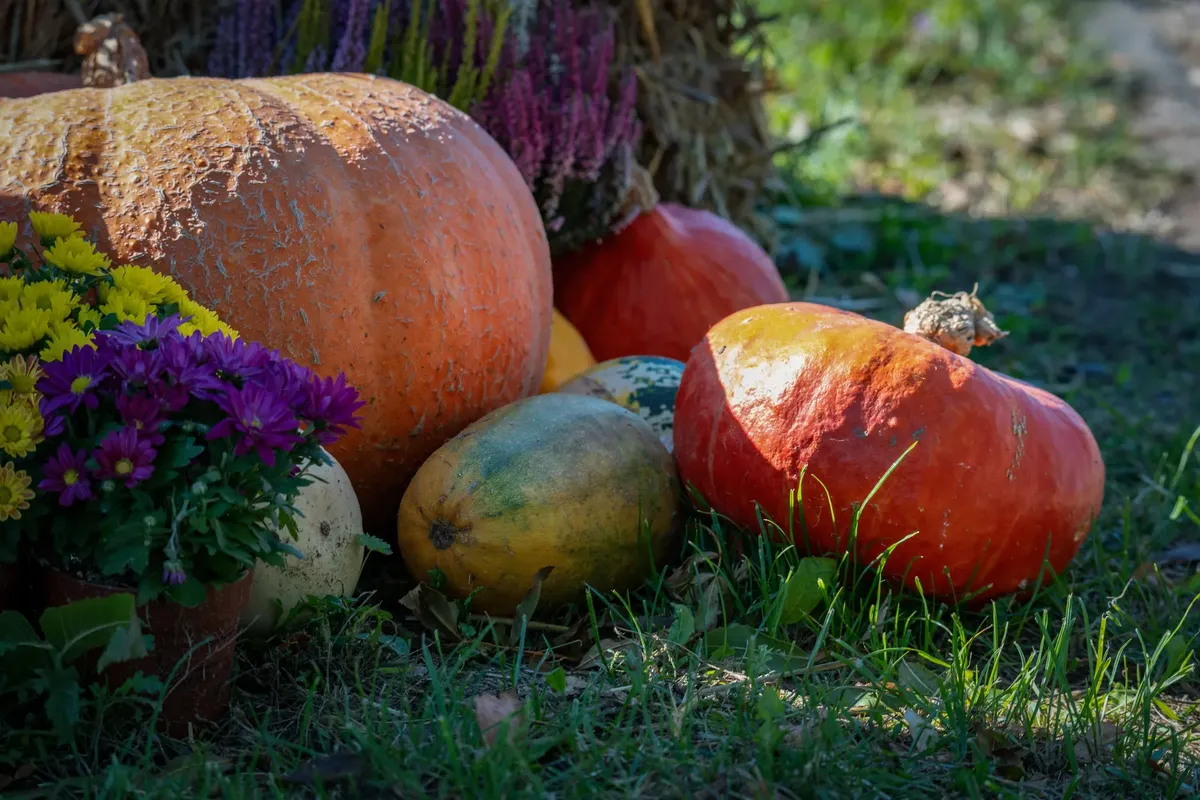 Colorful pumpkins and flowers in a vibrant autumn harvest scene outdoors.
