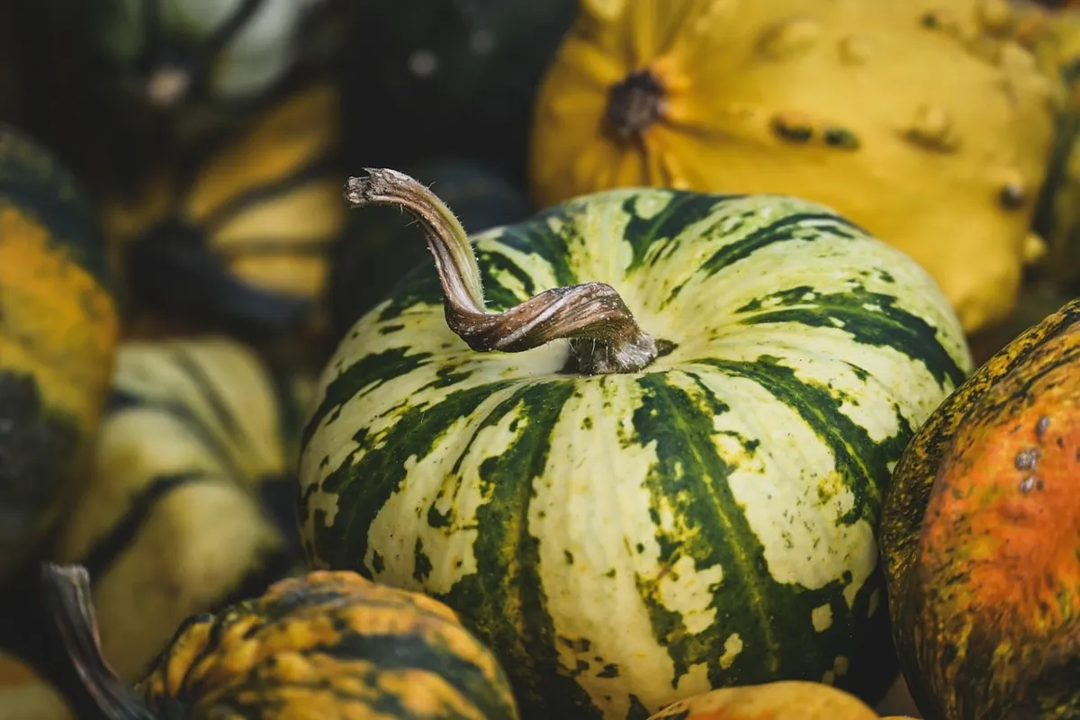 pumpkin, autumn, green, yellow, speckled, stem, various sizes, natural, seasonal, harvest, ornamental, color pattern, agriculture, autumn theme, gourmet, storag