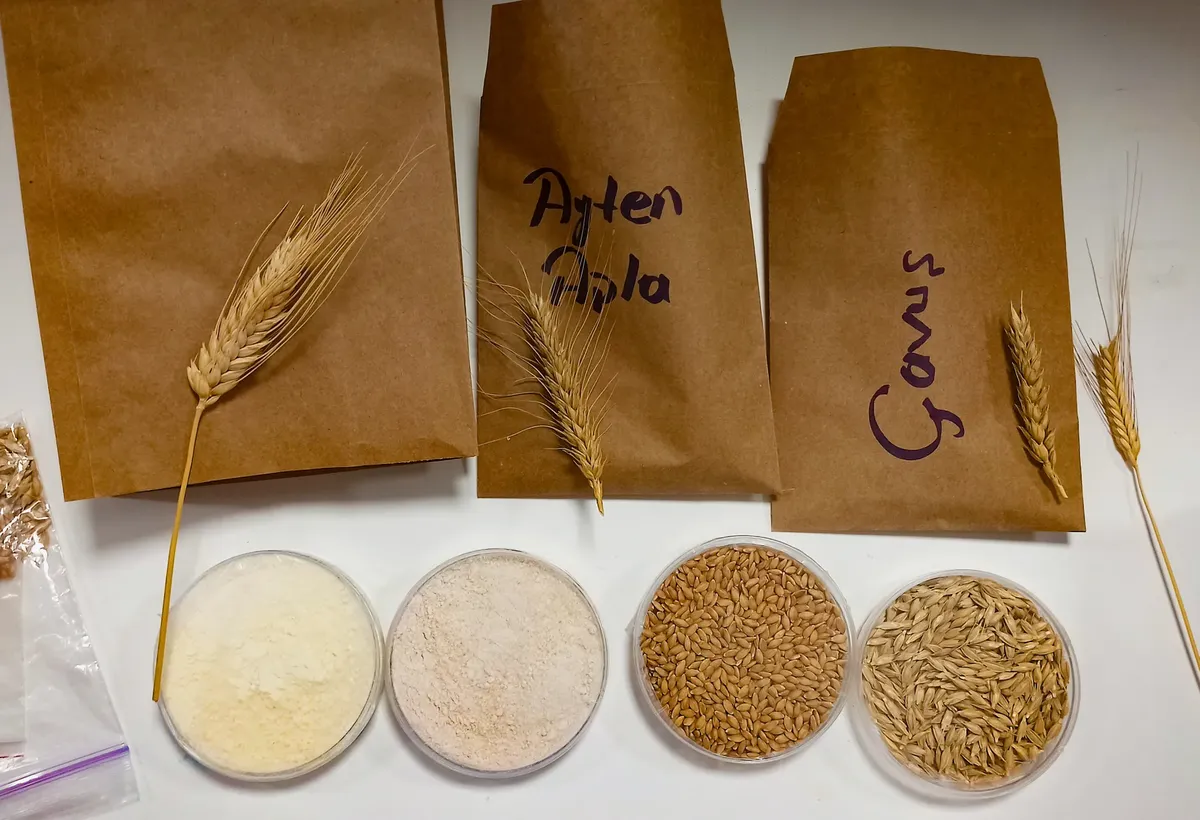 Brown bags and containers displaying different types of wheat and grains.