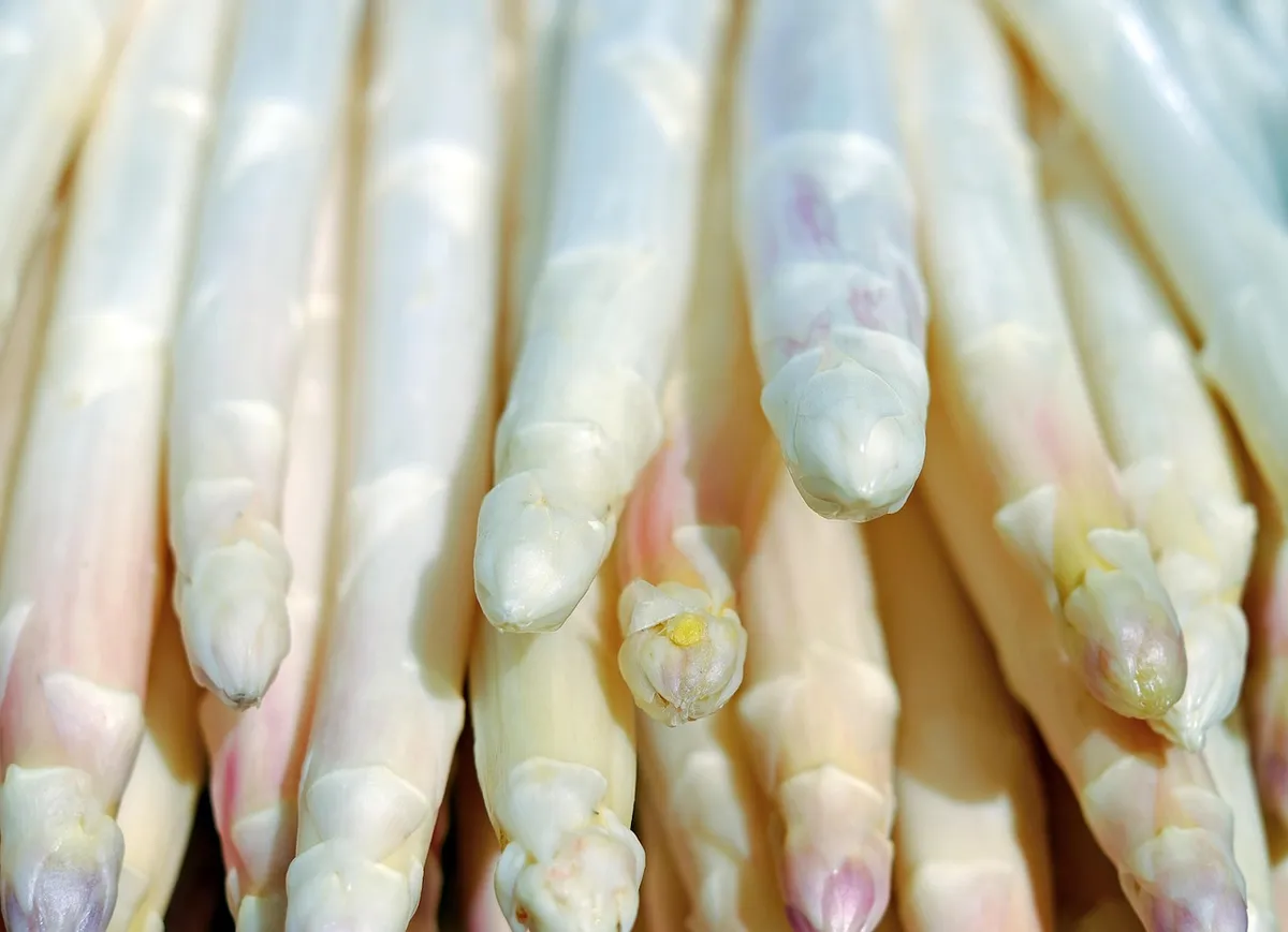 asparagus, white, white asparagus, vegetables, stalks, close up, harvest, produce, organic, fresh produce, fresh, food, nutrition, raw, raw vegetables, asparagu